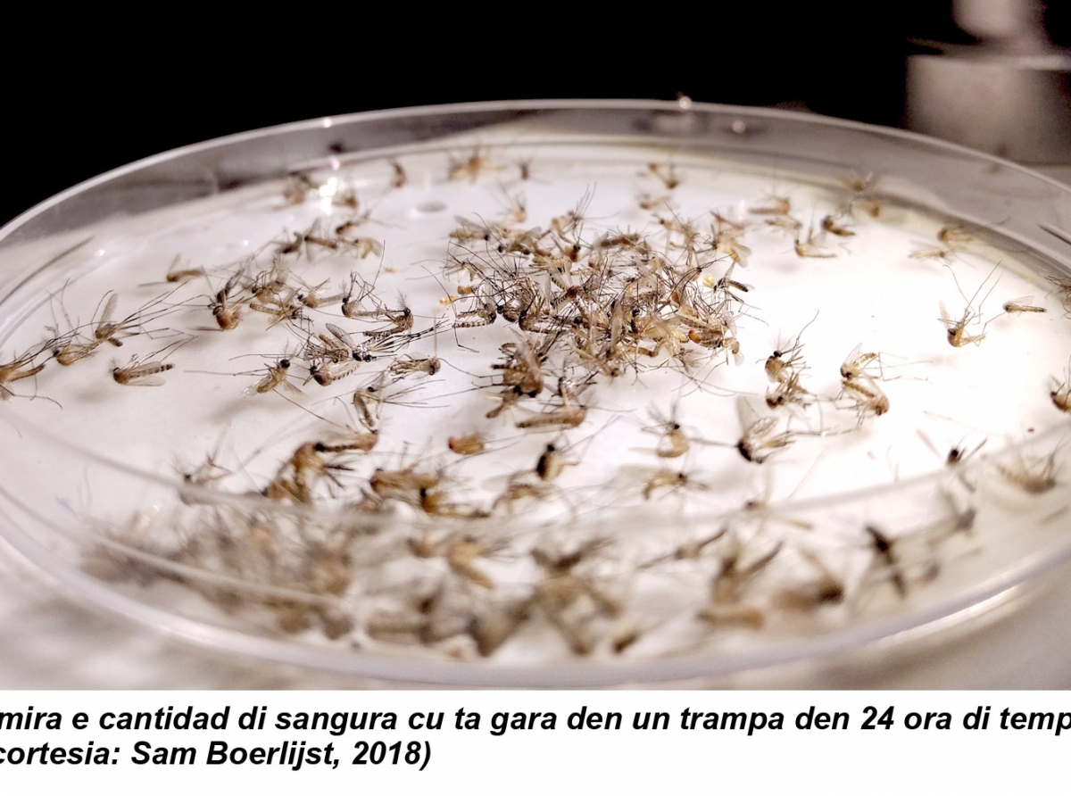Prome encuesta di sangura pa e islanan ABC den casi 75 aña